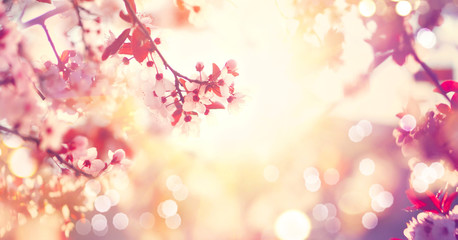 兰花变色龙什么时候开花
